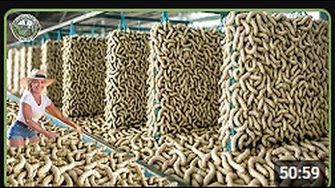 How Billions of Silkworms Are Raised & Processed For Silk – Massive Silk Cocoons Harvesting