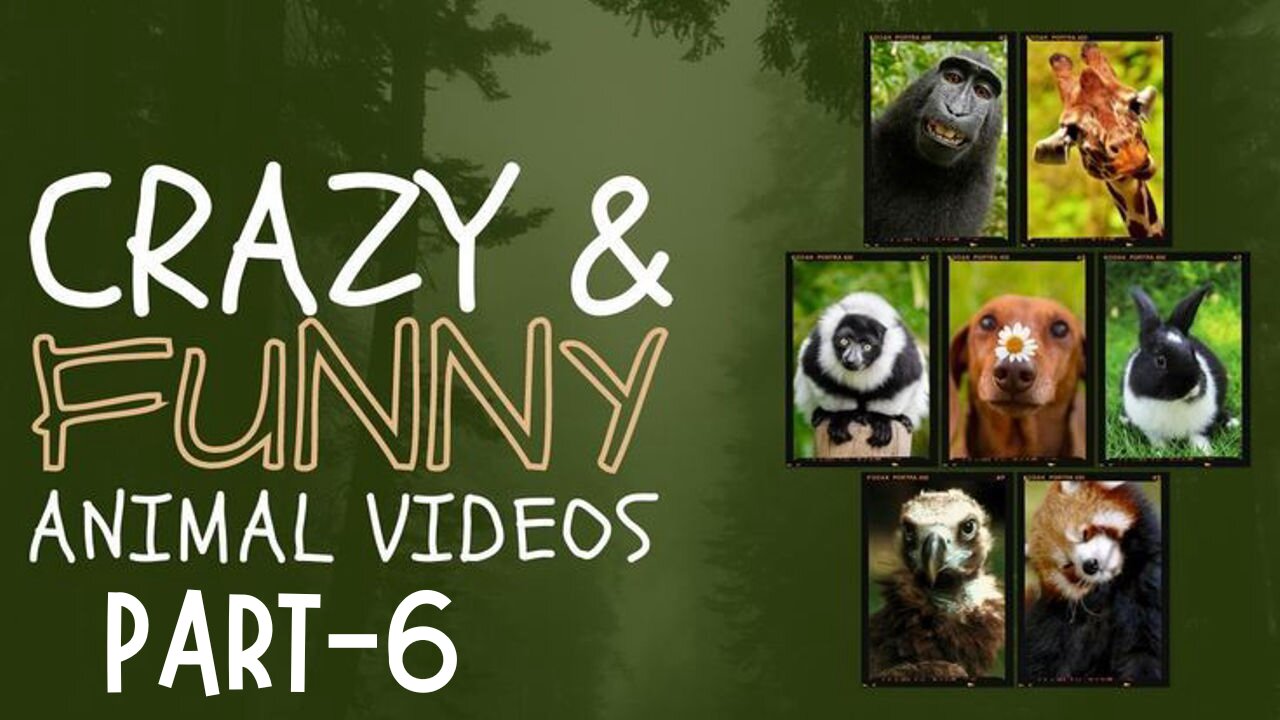 Best Funny Animal Videos 2025 Part-6