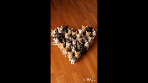 cute cats