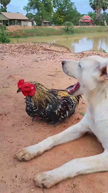 Awesome Video Best SokYaa, OG, Pao & Mom Are Famous Around The World #shorts #anime #trend #edit