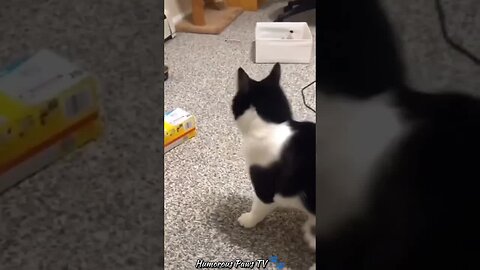 Pets Acting Like Total Goofballs!