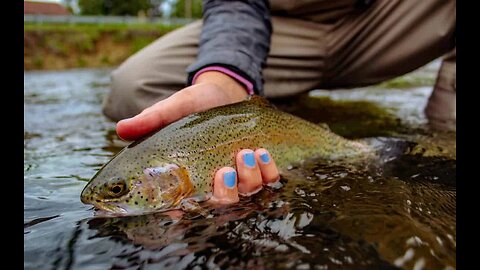 Rainbow Trout Release