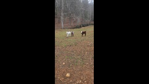 Three Shorthorn Plus Steer Calves Under Five Weeks Old