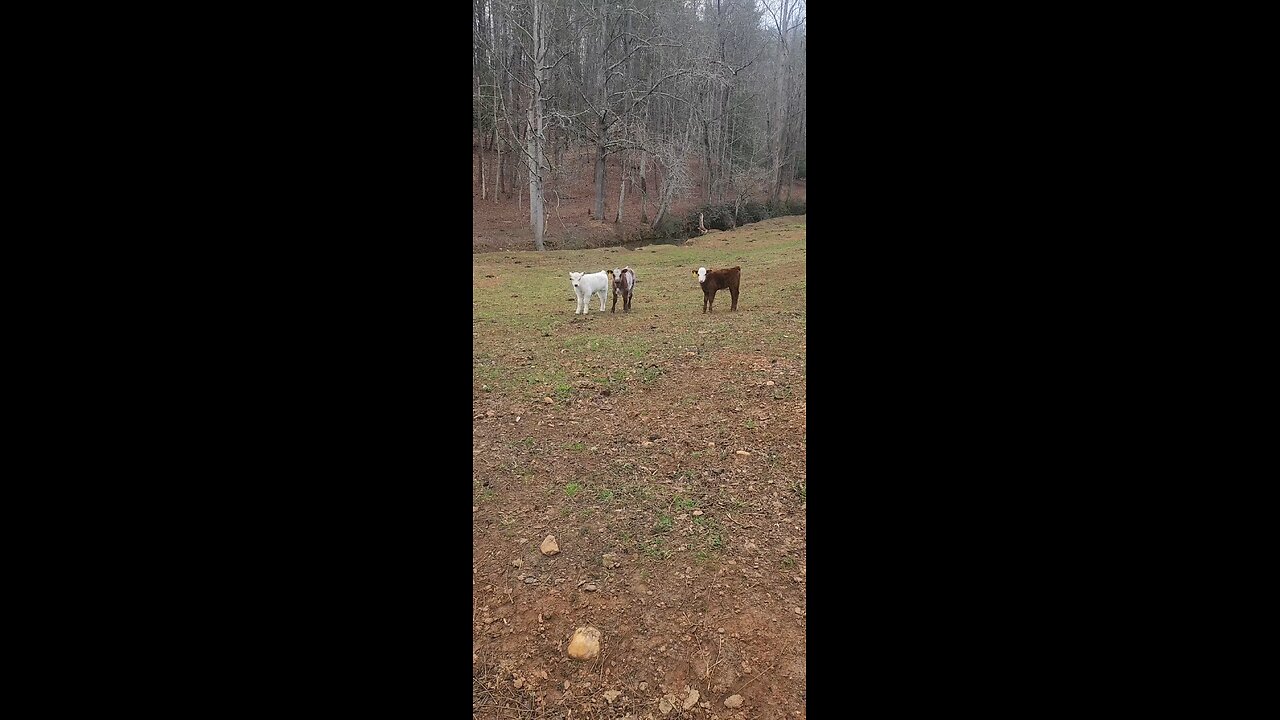 Three Shorthorn Plus Steer Calves Under Five Weeks Old