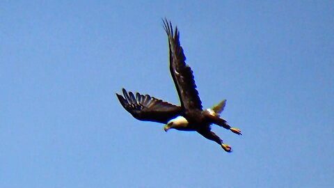 Bald Eagle