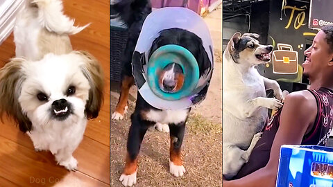 If You Have a Dog, You’ll Never Be Depressed!😂