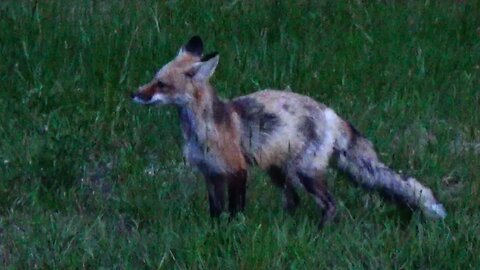 Red Fox