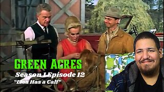 Green Acres | Season 1 Episode 12 | "Lisa Has a Calf" | TV Show Reaction