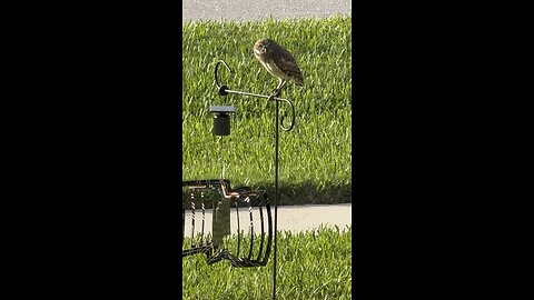 Baby Burrowing Owls Day 48 Out! | 4K