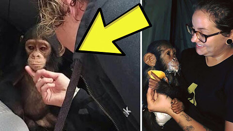 Woman Spots Sad Baby Chimp, Takes One Step Closer And Gasps At Discovery