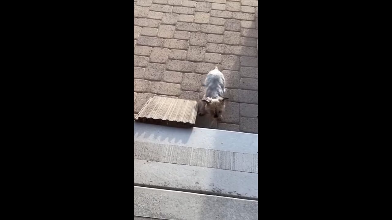 Animals failed moments