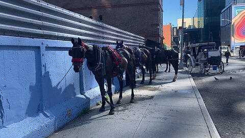W 39th Street Horse Stables (Manhattan)