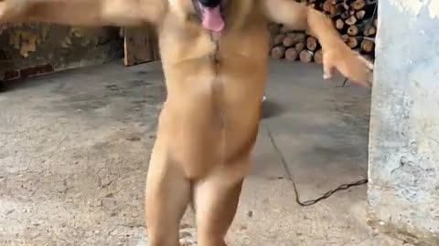 Funniest Video to Make Your Day 😂 Best Comedy 2025