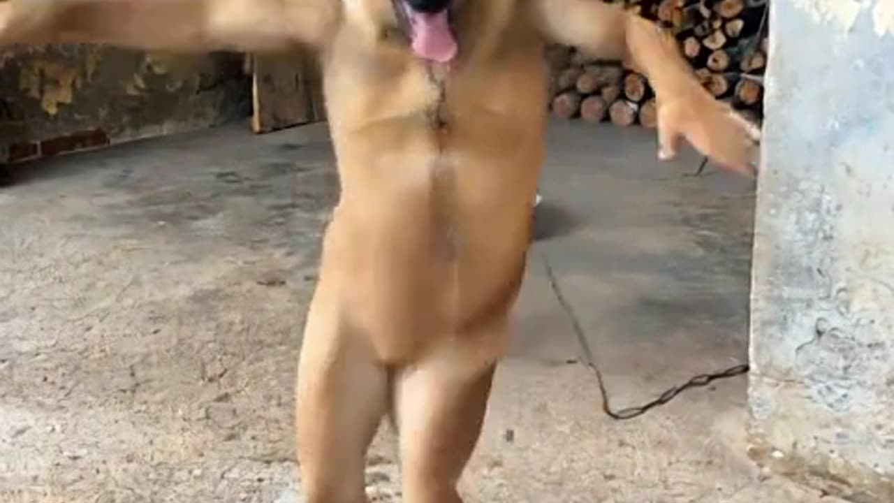 Funniest Video to Make Your Day 😂 Best Comedy 2025