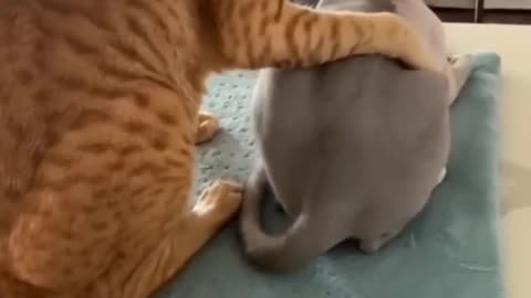 Cuteness Overload 🐱 | Animals in Relax Mode