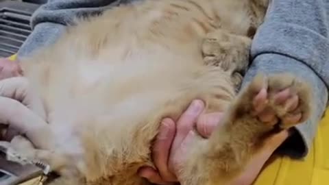 Intimate grooming for cats 😼✂️😁