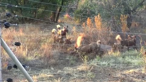 "Brown Hyena Strikes Back — Dominates Lions, Wild Dogs & Cheetahs!"