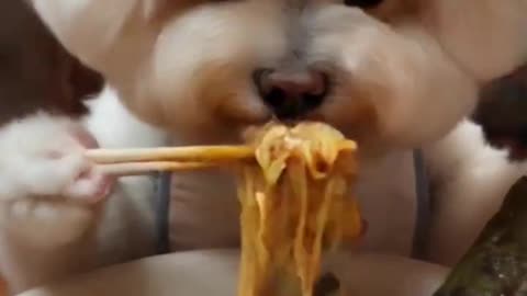 dog in chinese restaurant