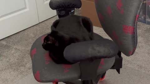 Precious Piper Has a Friendly Professional Look In the Office - Adopting a Cat from a Shelter Vlog