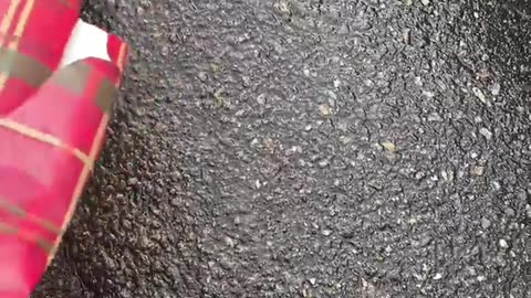 😂🐍 Trying to Help the Snake Off the Road... Epic Fail! | FunFM