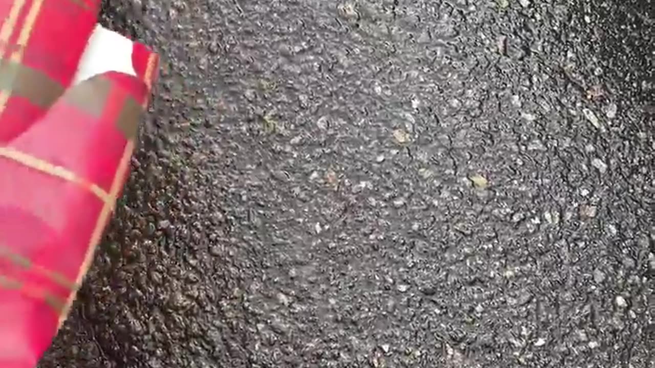😂🐍 Trying to Help the Snake Off the Road... Epic Fail! | FunFM