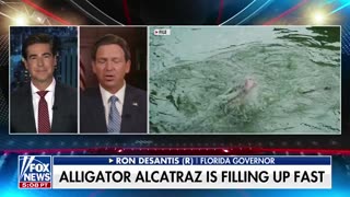 Governor Ron DeSantis responds to ILLEGALS COMPLAINING mosquitoes at Alligator Alcatraz