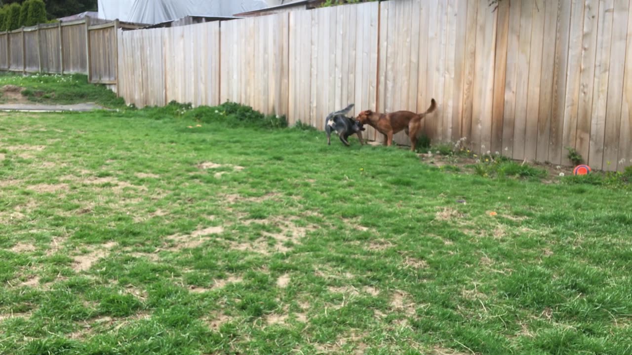 backyard wrastlin 329832587290820947