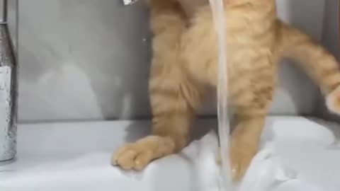 Funny cat 😸😸🤣