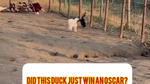 The duck deserves an Oscar! این اردک اسکار بازیگری می‌خواد!