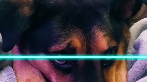 Funniest_Cats_And_Dogs_videos_🐶🐱_#funny_#animals_#cuteanimals