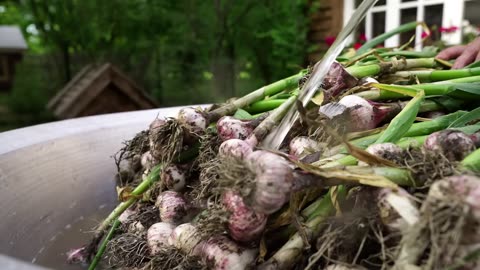 Harvesting and Pickling Organic Garlic