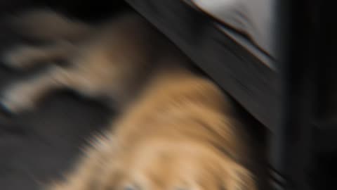 When Your Dog Won’t Come Out From Under the Bed Rules to Stay Alive” #shorts #scary #creepy