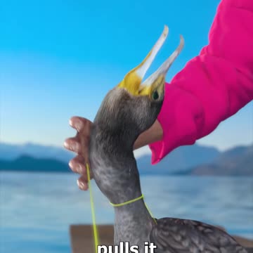 How_Fishermen_Use_Birds_To_Catch_Fish_