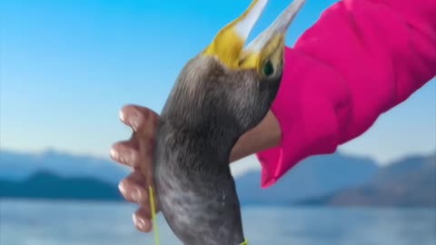 How_Fishermen_Use_Birds_To_Catch_Fish_