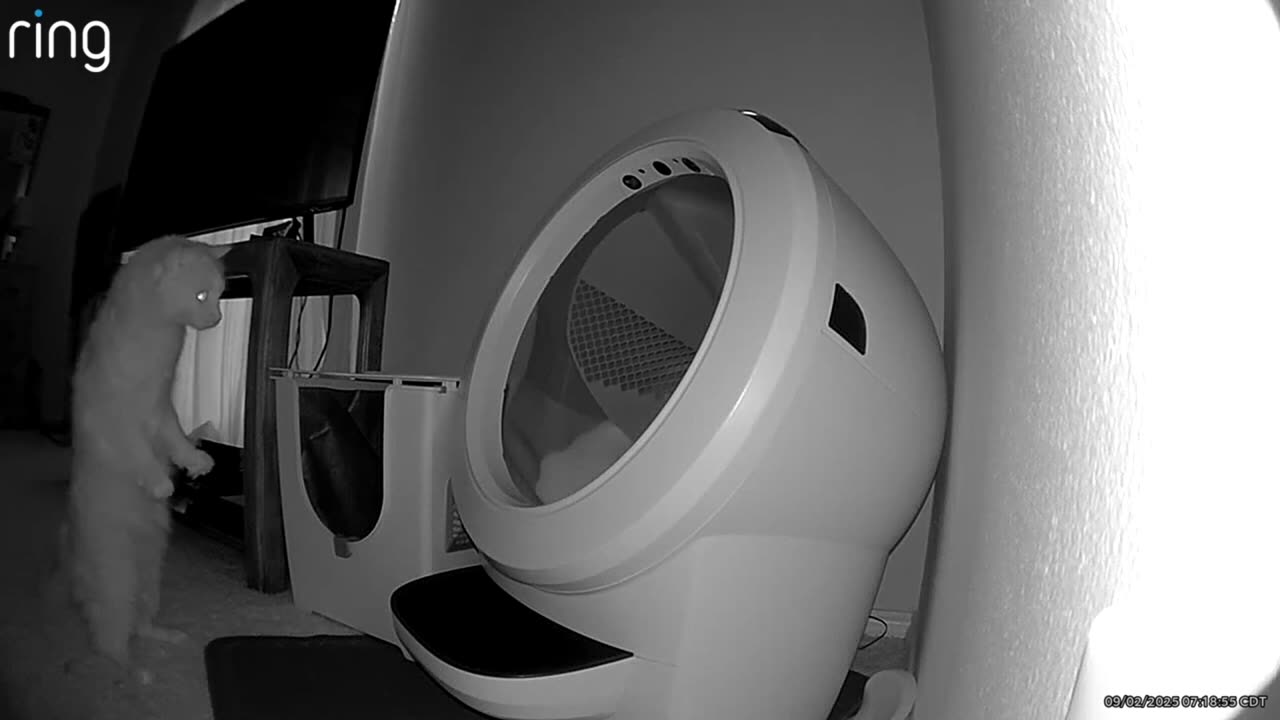 My Cats Are Suspicious of Their New Smart Litter Box