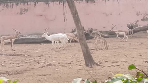 Animal video on zoo #trending #common Video