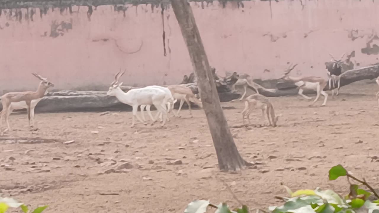 Animal video on zoo #trending #common Video