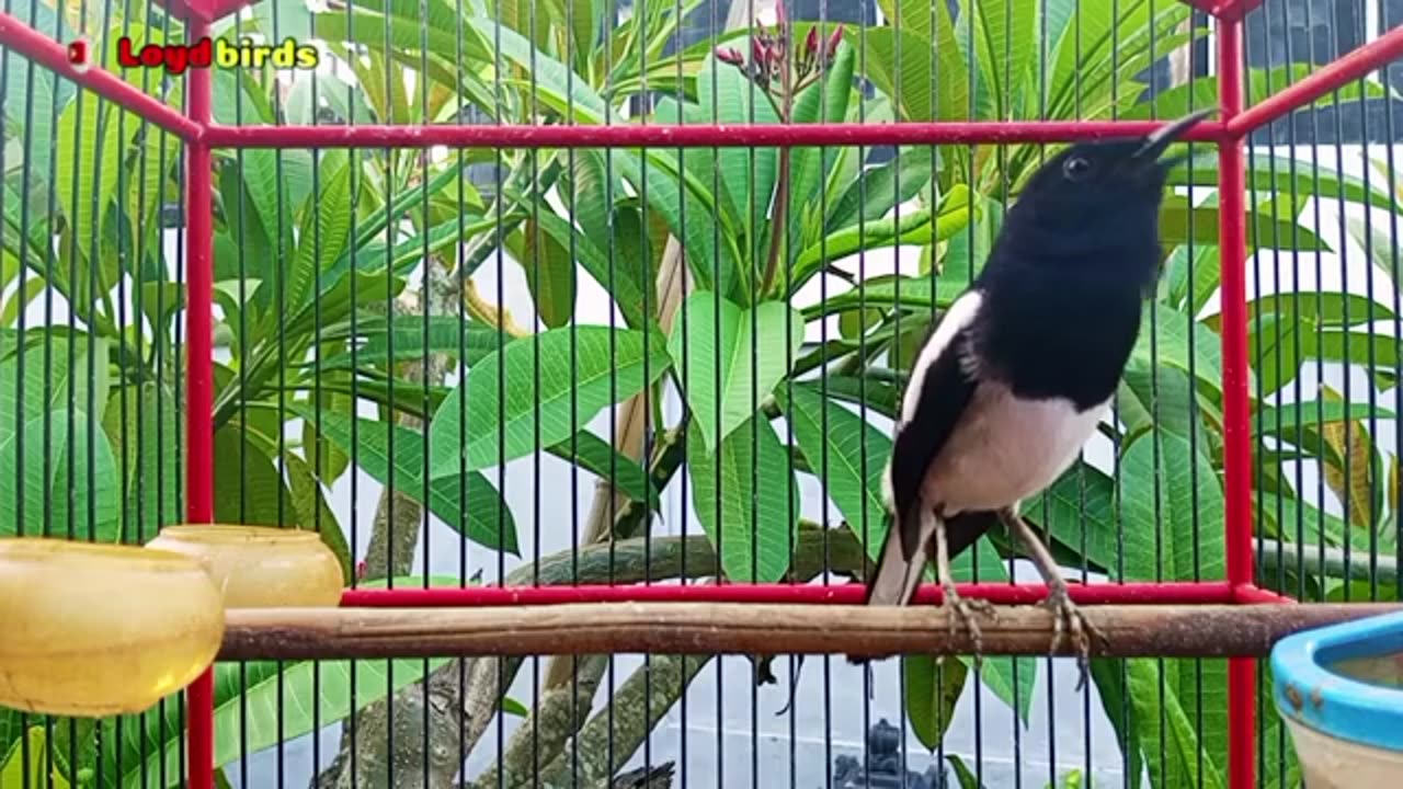 terapi pagi suara kacer ngeplong langsung bikin lawan nyaut gacor!