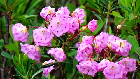 Bog Laurel