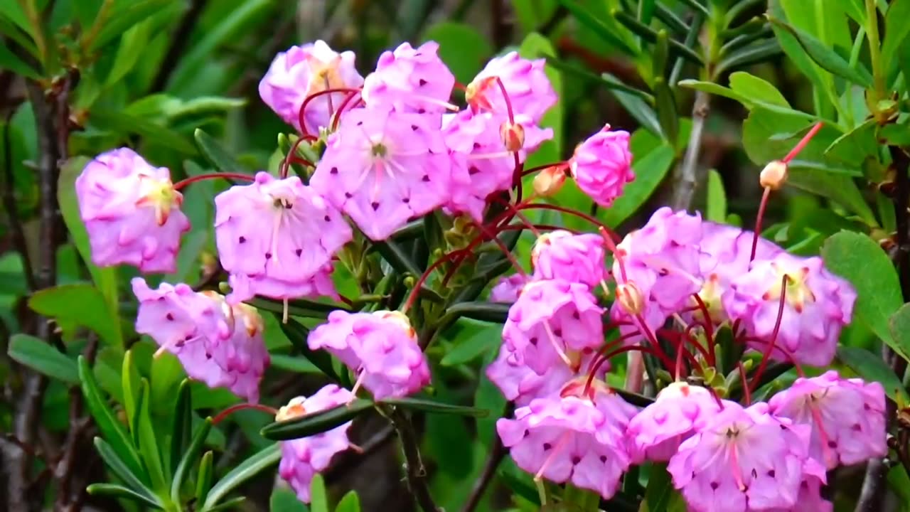 Bog Laurel