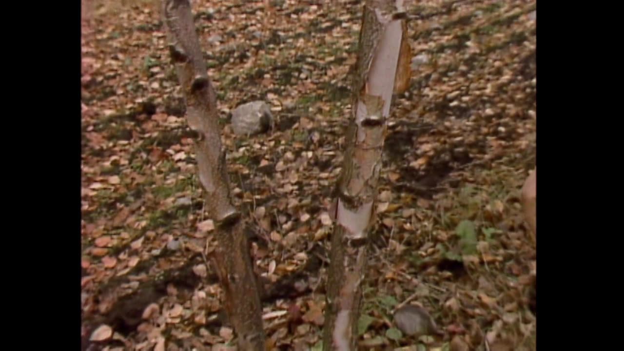 "TOH: The Arlington House Project" (1982) Episode 14