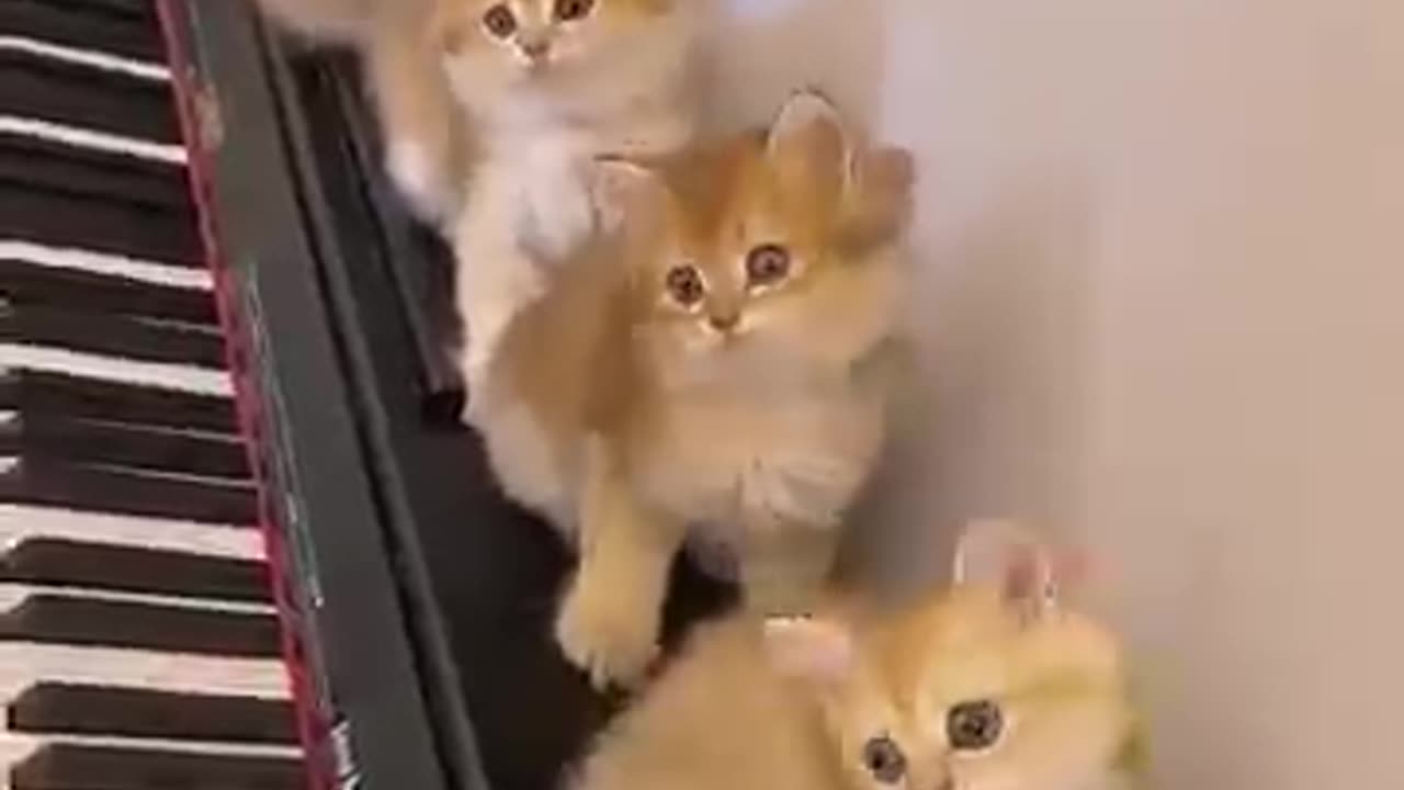 Cat funny moment ❤️💕