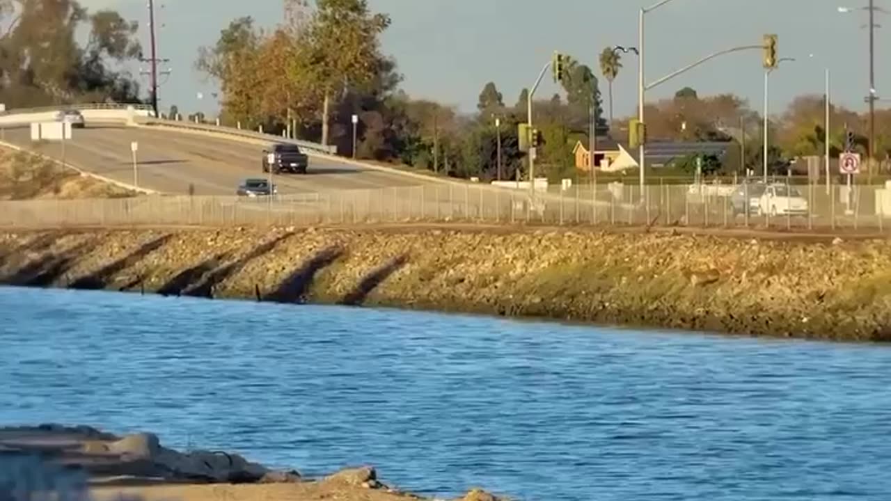 🤯✨ Mesmerizing Green Sea Turtles in the San Gabriel River! | FeedMyCuriosity