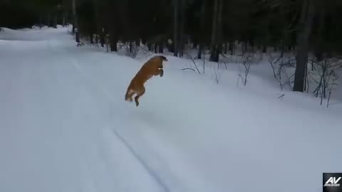 Funny cats and dogs