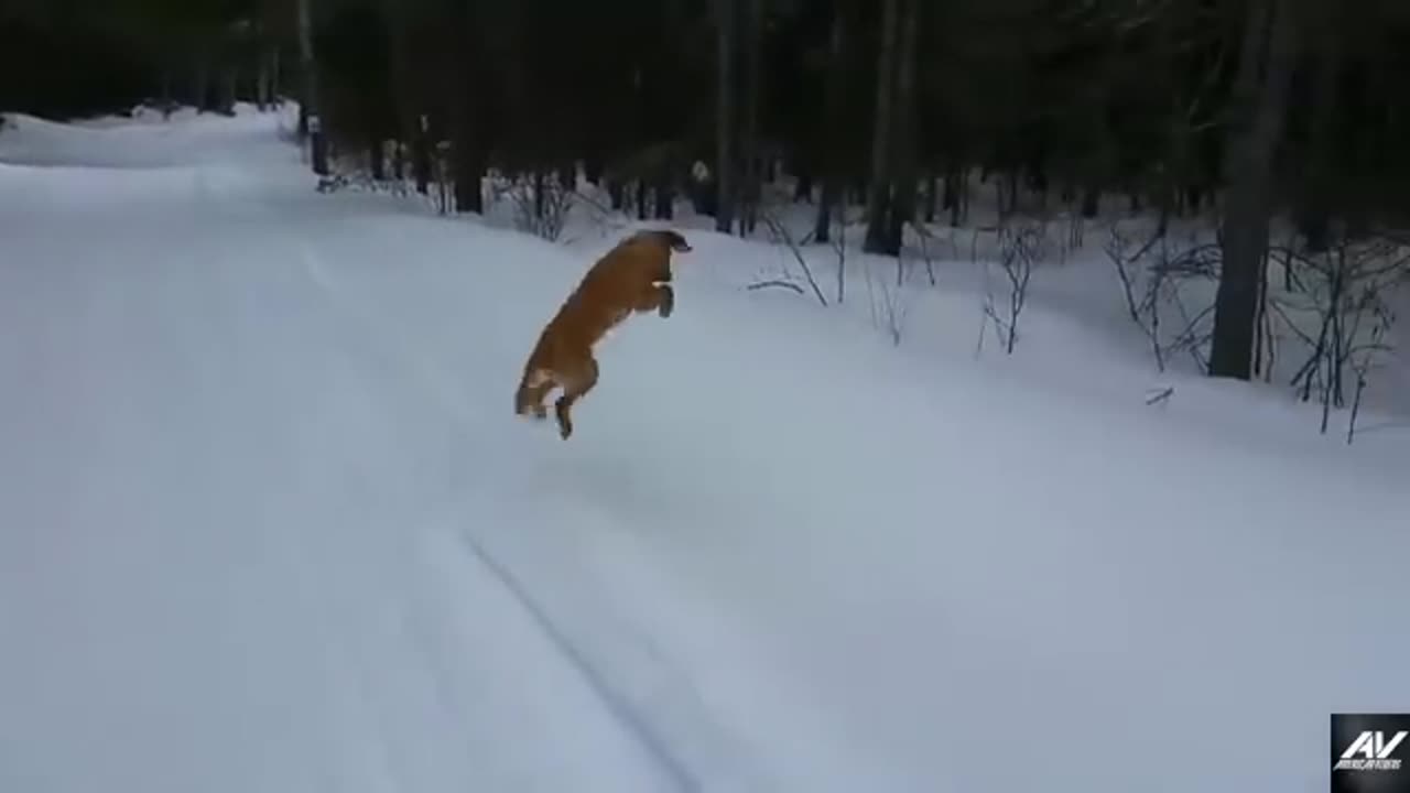 Funny cats and dogs