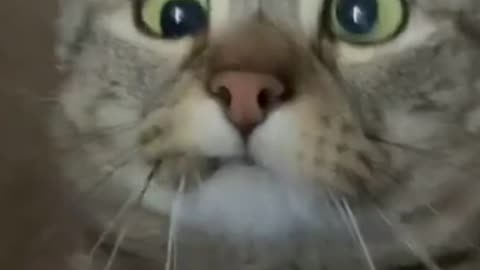 very silly cats #cats #catsoftiktok #cutecat #catoftheday #funnycat