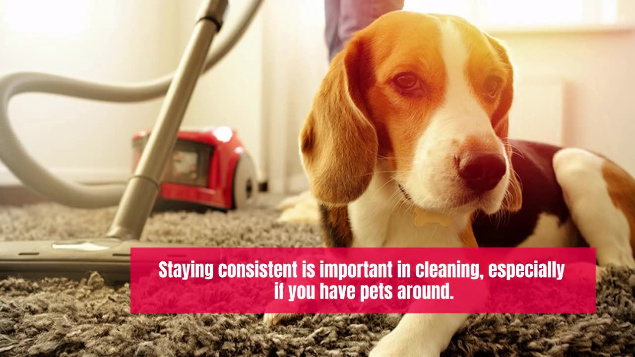 Best Pet-Friendly Cleaning Tips