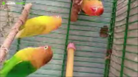 Love birds Live