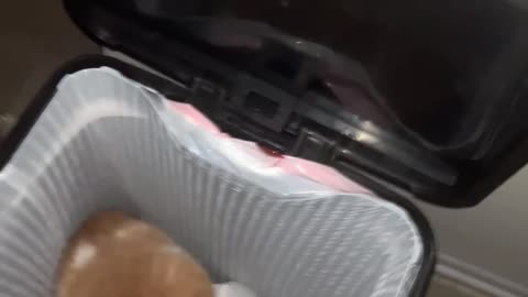 Cat in the Garbage