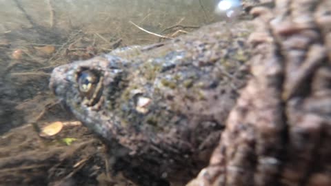 Snapping Turtle
